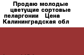Продаю молодые цветущие сортовые пеларгонии › Цена ­ 500 - Калининградская обл.  »    